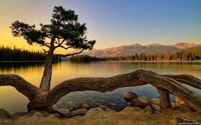 Nature 3